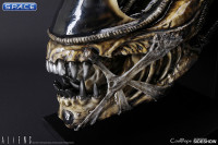 1:1 Alien Warrior Life-Size Head (Aliens)