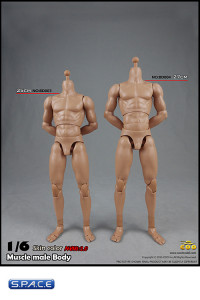 1/6 Scale Muscular Male high Body 2.0