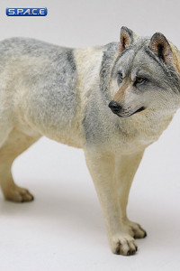 1/6 Scale grey Wolf