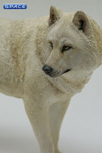 1/6 Scale white Wolf