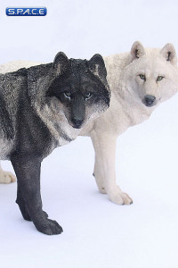 1/6 Scale white Wolf