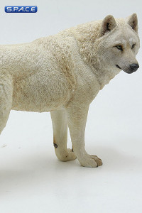 1/6 Scale white Wolf