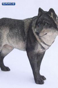 1/6 Scale black Wolf