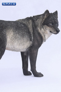 1/6 Scale black Wolf