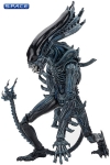 3er Komplettsatz: Aliens Serie 10 (Aliens)