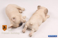 1/6 Scale beige French Baby Bulldogs