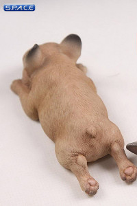 1/6 Scale tan French Baby Bulldogs
