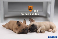 1/6 Scale tan French Baby Bulldogs