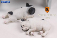 1/6 Scale white French Baby Bulldogs