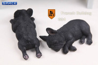 1/6 Scale black French Baby Bulldogs