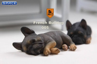 1/6 Scale brown French Baby Bulldogs