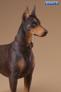 1/6 Scale German Doberman Version A