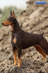 1/6 Scale German Doberman Version A