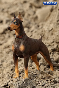 1/6 Scale German Doberman Version A