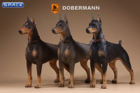 1/6 Scale German Doberman Version A