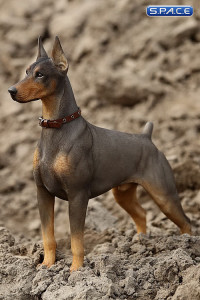 1/6 Scale German Doberman Version B