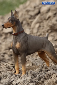 1/6 Scale German Doberman Version B