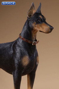 1/6 Scale German Doberman Version C