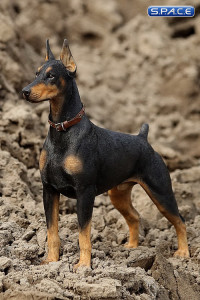 1/6 Scale German Doberman Version C