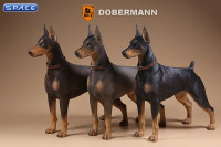 1/6 Scale German Doberman Version C
