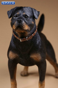 1/6 Scale Rottweiler Version A