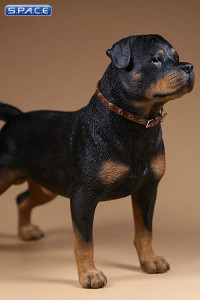 1/6 Scale Rottweiler Version A