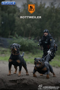 1/6 Scale Rottweiler Version A