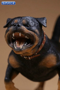 1/6 Scale Rottweiler Version B