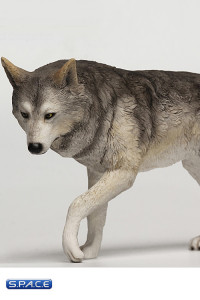 1/6 Scale grey Companion Wolf