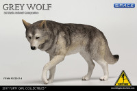 1/6 Scale grey Companion Wolf
