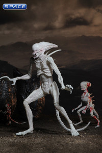 Neomorph (Alien: Covenant)