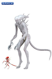 Neomorph (Alien: Covenant)