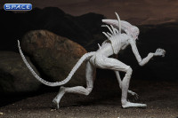 Neomorph (Alien: Covenant)