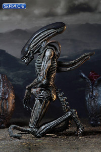 Xenomorph (Alien: Covenant)