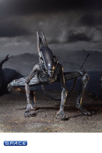 Xenomorph (Alien: Covenant)