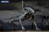 Xenomorph (Alien: Covenant)