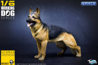 1/6 Scale German Shepherd