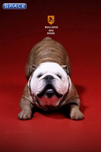 1/6 Scale red striped Bulldogs