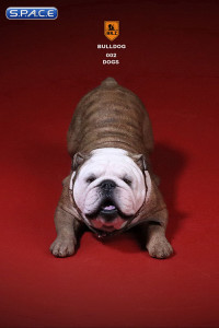 1/6 Scale red striped Bulldogs