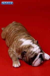 1/6 Scale red striped Bulldogs