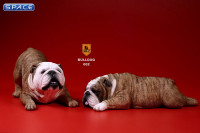 1/6 Scale red striped Bulldogs