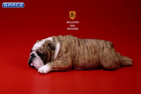 1/6 Scale red striped Bulldogs