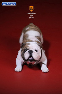 1/6 Scale yellow striped Bulldogs