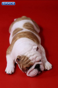 1/6 Scale yellow striped Bulldogs