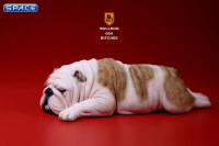 1/6 Scale yellow striped Bulldogs