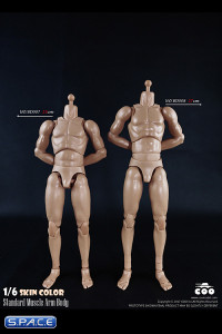 1/6 Scale Standard Muscle Arm High Body