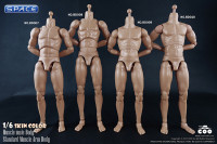 1/6 Scale Muscle male Body