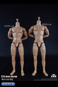 1/6 Scale Muscle male high Body