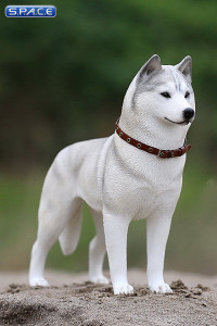 1/6 Scale white Siberian Husky