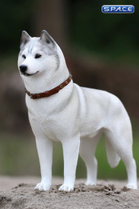 1/6 Scale white Siberian Husky
